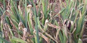 uploads/images/disease/Downy mildew of onion_result.jpg